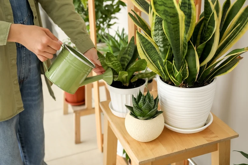 Das schadet der Sansevieria im Herbst und Winter. Sehen Sie Anzeichen dafür? Handeln Sie, bevor sie verwelkt