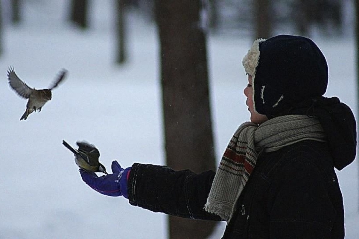 Die einzige Winterfrucht, die laut Ornithologen die Meisen in Ihren Garten zurückkehren lässt