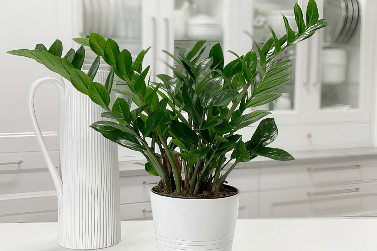 Haben Sie eine Zamioculcas? Ein Teelöffel DAVON belebt sie wie ein Energy-Drink!