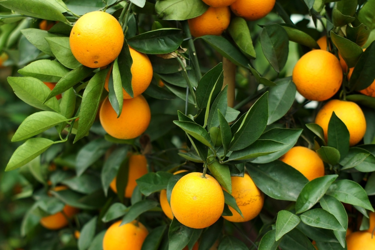 Orangenbaum: Welche Erde braucht man, um große Orangen zu bekommen