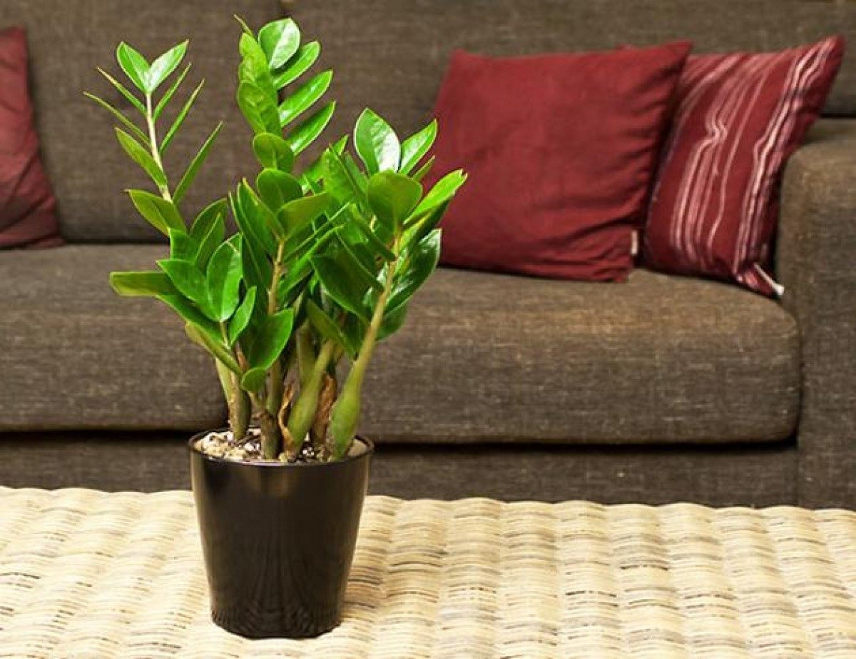 Zamioculcas – eine unverwüstliche Pflanze für vielbeschäftigte Menschen