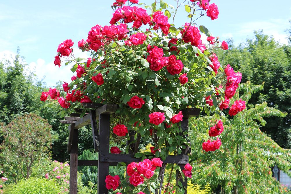 Tipps zum Schutz Ihrer Kletterrosen vor Frost im Winter