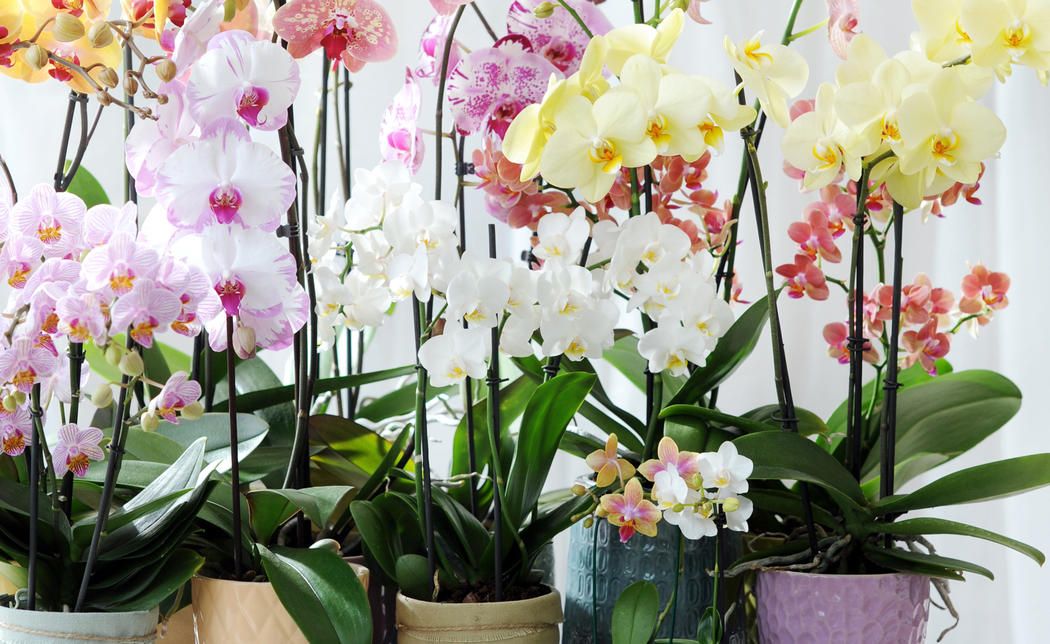 Das ist das Signal zum Blühen. Mit einem Trick bringen Sie Orchideen im Winter zum Blühen