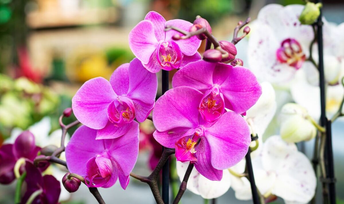 Das ist das Signal zum Blühen. Mit einem Trick bringen Sie Orchideen im Winter zum Blühen