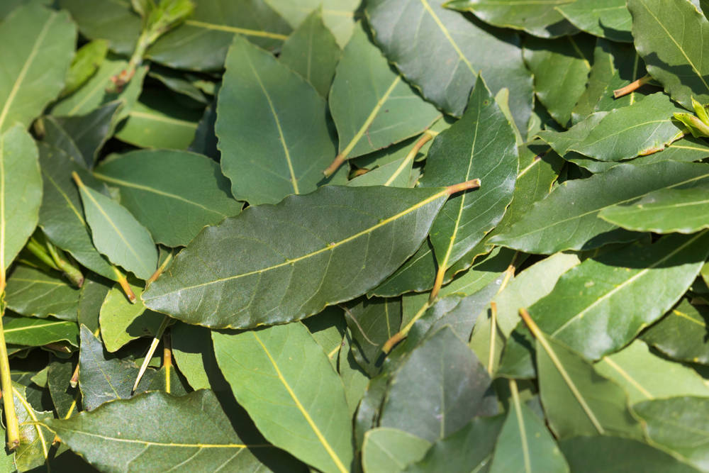 Geben Sie Lorbeerblätter in kochendes Wasser und spüren Sie, wie sich Ihr ganzes Zuhause verändert