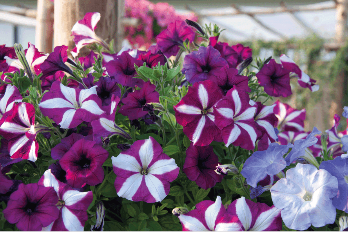 Wie man Petunien bis zum Frühjahr aufbewahrt und schöne Sträucher ohne Setzlinge erhält