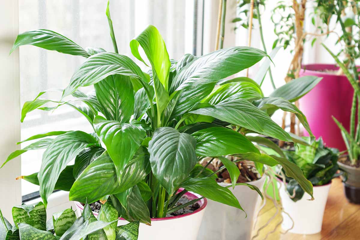 Braune Blätter an Ihren Zimmerpflanzen? Eine einfache Änderung in Ihrem Zuhause, die ihnen hilft, den ganzen Winter über grün und gesund zu bleiben