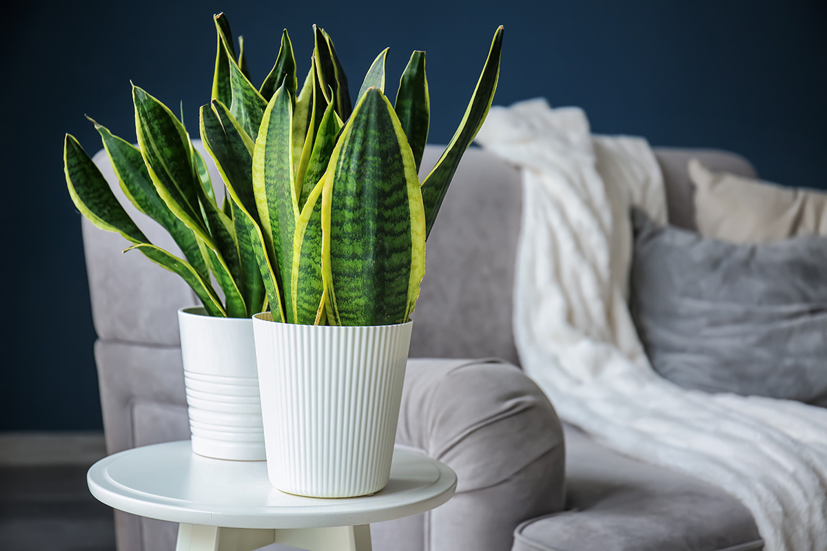 Das schadet der Sansevieria im Herbst und Winter. Sehen Sie Anzeichen dafür? Handeln Sie, bevor sie verwelkt