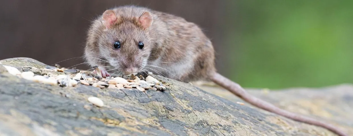 Deutscher, lass das nicht im Garten liegen. Die Ratten werden in Scharen herbeiströmen.