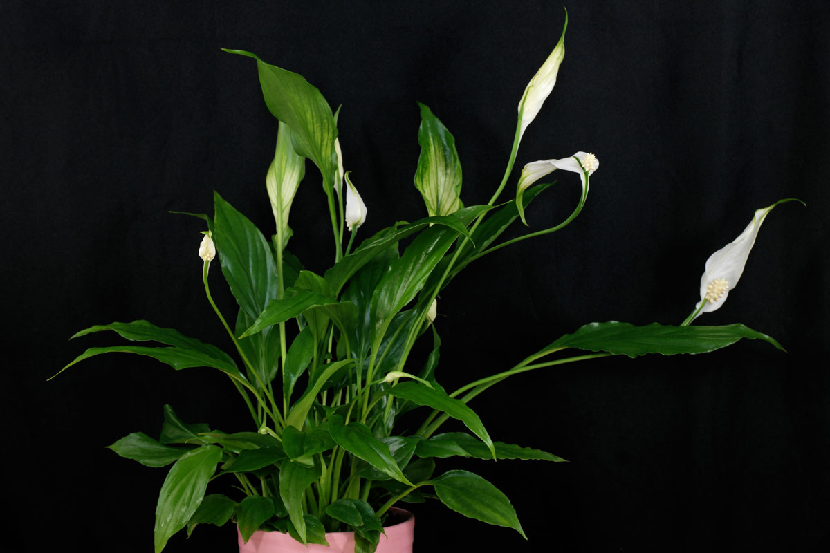 Fügen Sie 1 Esslöffel pro Liter Wasser hinzu. Der Spathiphyllum wird Blätter und Knospen treiben.