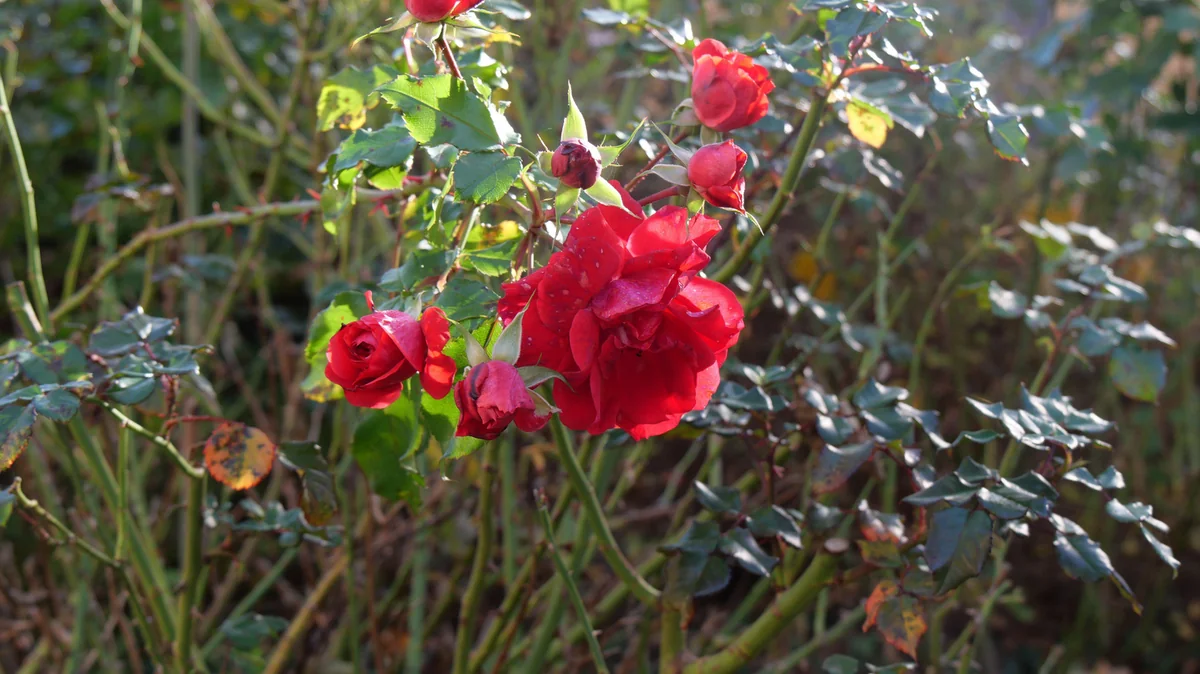Machen Sie das mit Ihren Rosen vor dem Winter. Im Frühling werden sie dann wie nie zuvor blühen.