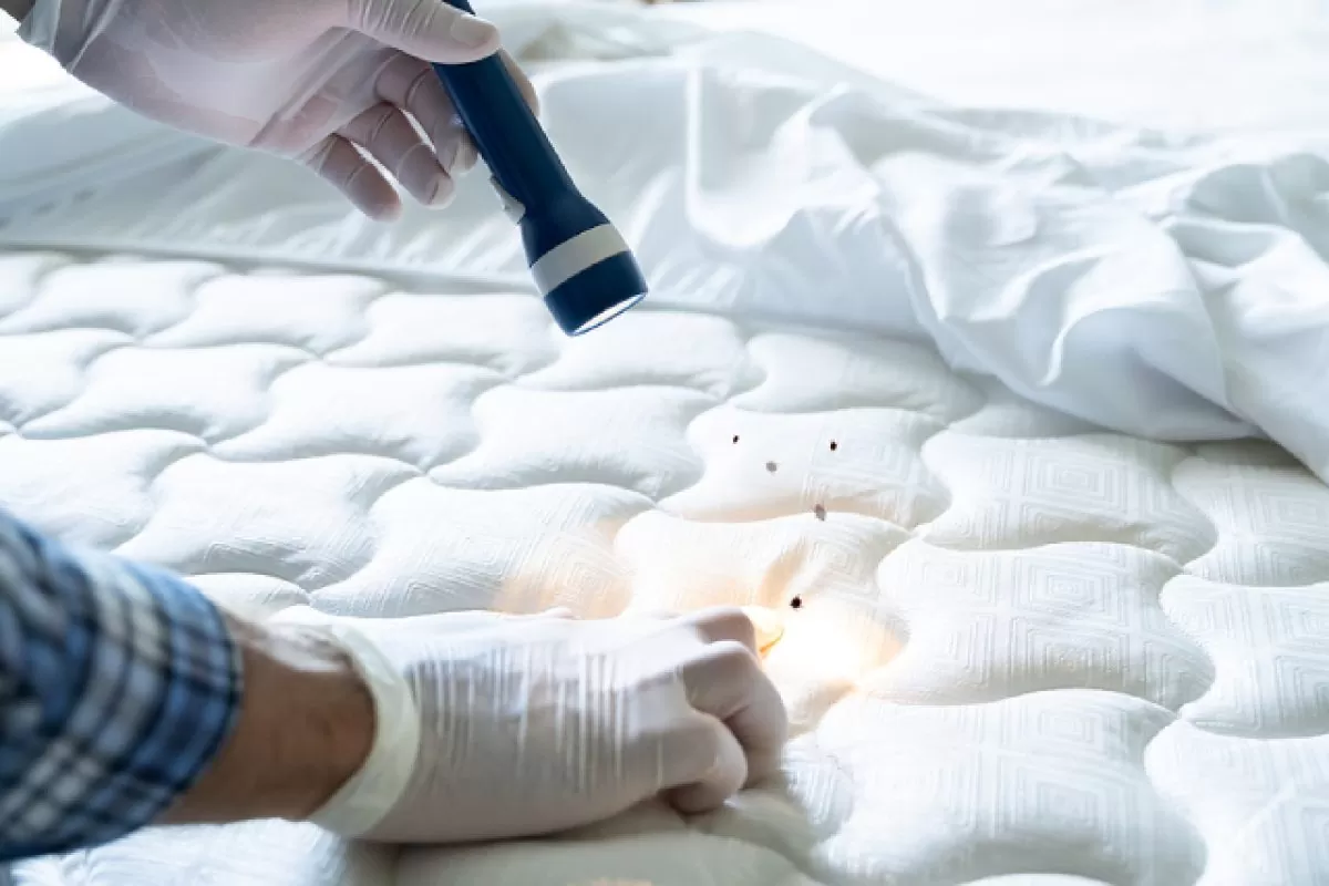 Ist das Mittel gegen Bettwanzen ein Hit auf dem Markt? Die Deutschen verwenden es schon seit vielen Jahren!