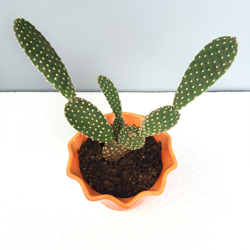 Vergessen Sie, Ihre Blumen zu gießen? Diese 7 Zimmerpflanzen halten alles aus!