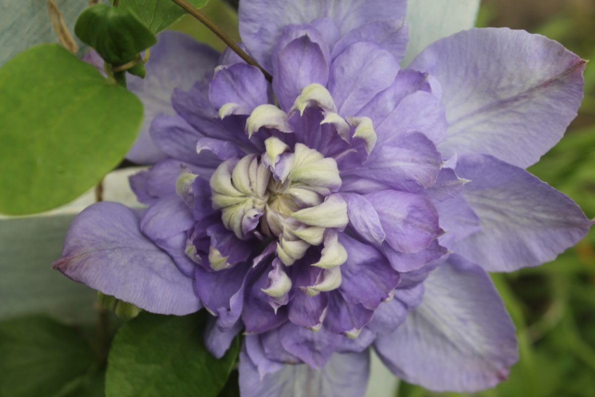 Mehrjährige frostbeständige Blumen zum Pflanzen im Spätherbst im November und mit der längsten Blütezeit.