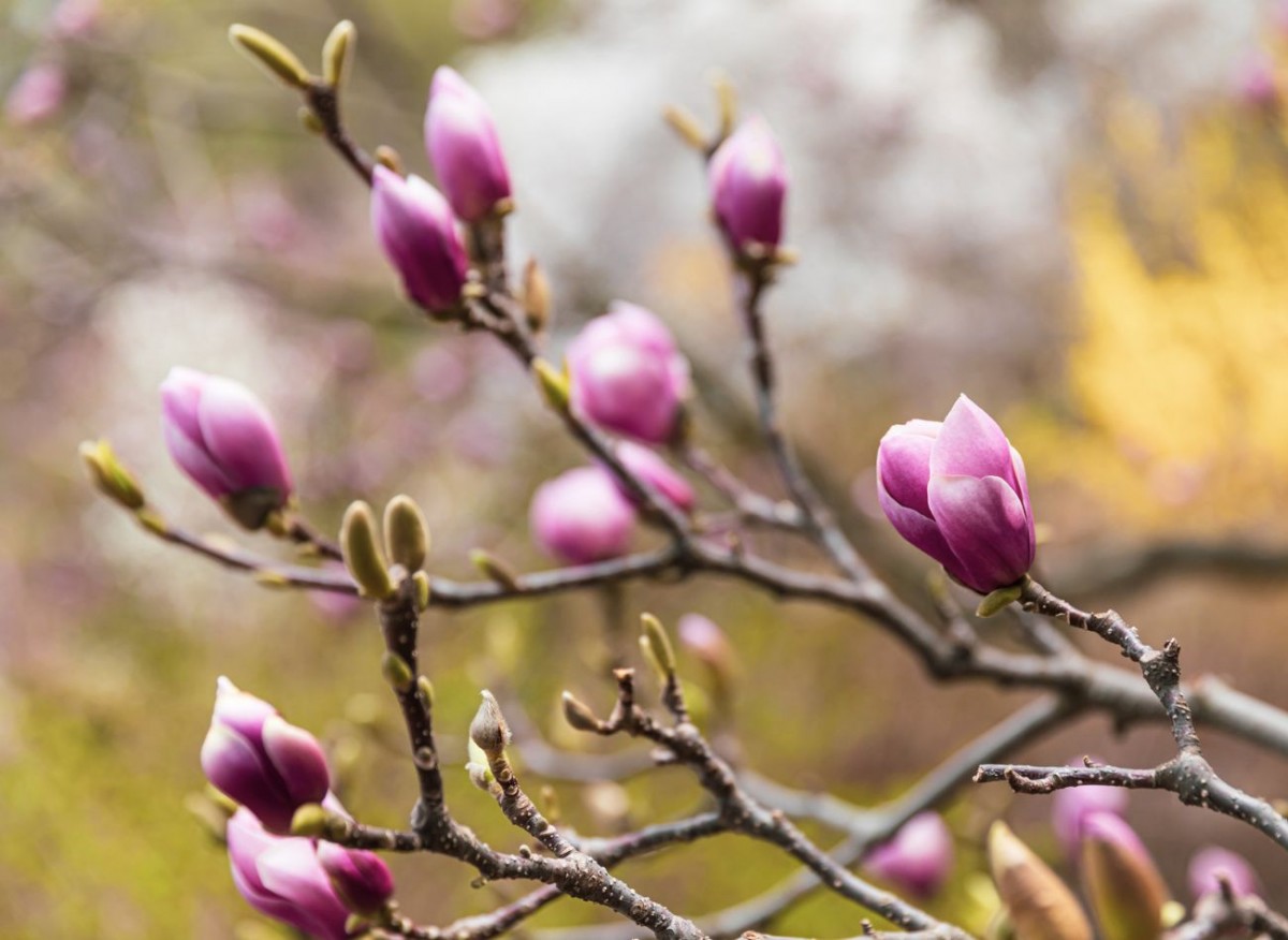 Wie schützt man Magnolien im Winter? Abdecken und Anhäufeln helfen, den Frost zu überstehen