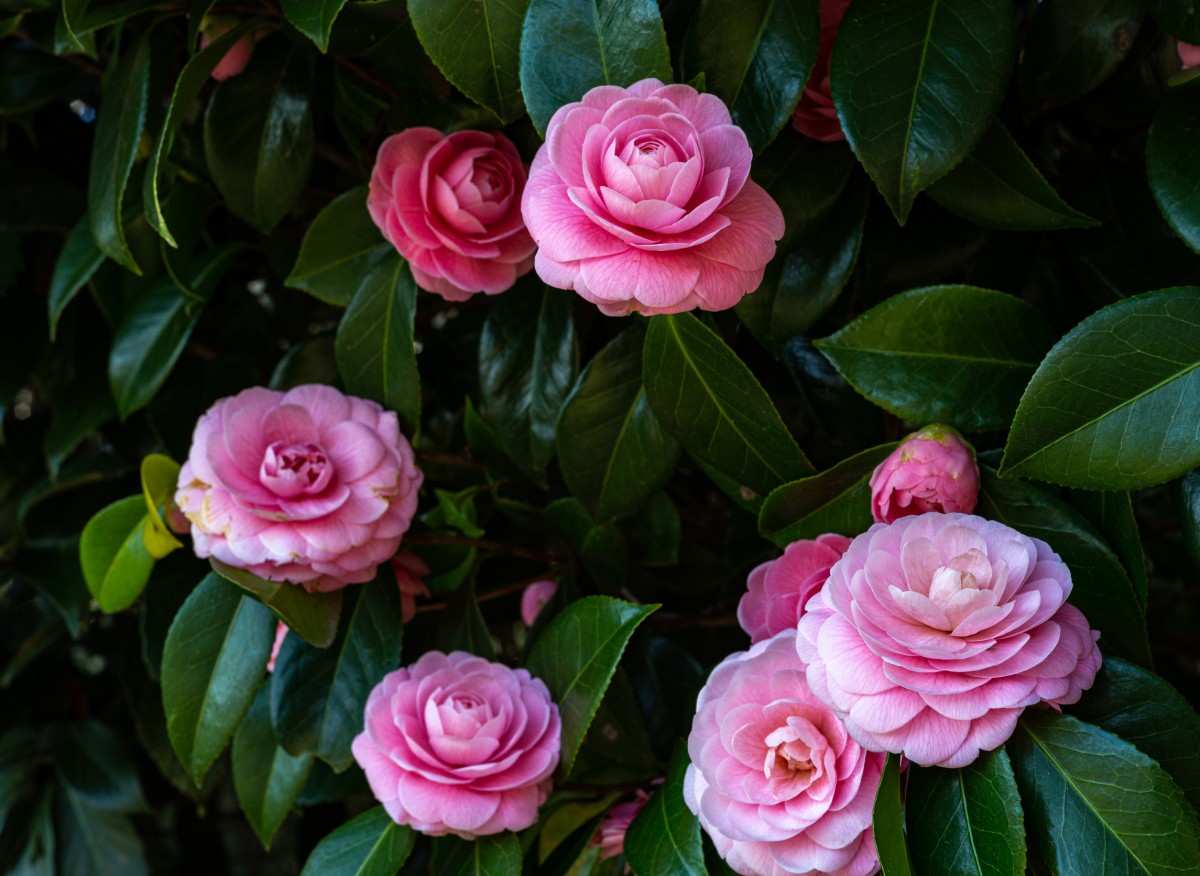 Die elegante Konkurrentin der Rose blüht von Winter bis Frühling. Sie hat viele schöne Sorten und immergrüne Blätter
