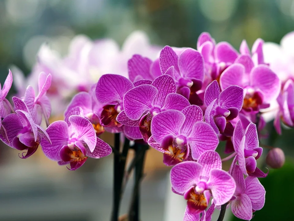 Das ist das Signal zum Blühen. Mit einem Trick bringen Sie Orchideen im Winter zum Blühen
