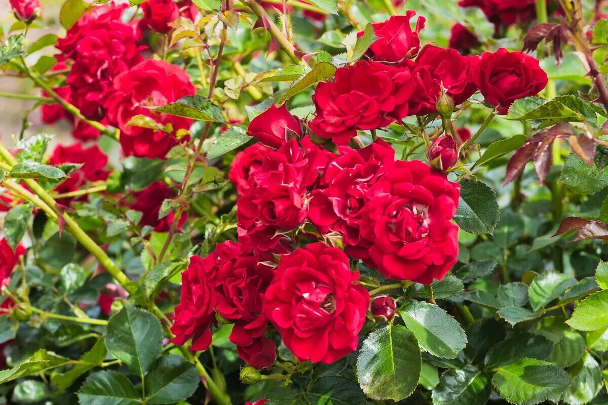Machen Sie das mit Ihren Rosen vor dem Winter. Im Frühling werden sie dann wie nie zuvor blühen.