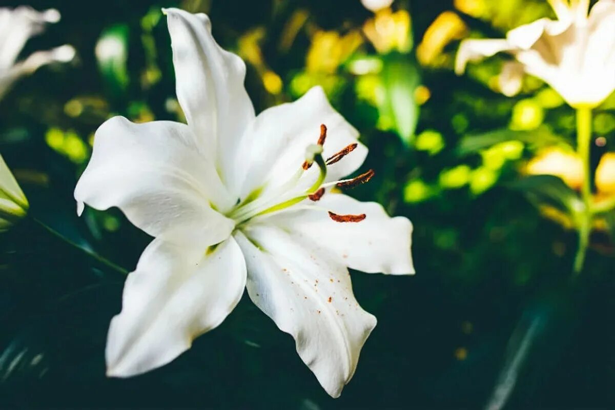 Wie man Lilien pflegt, damit sie im Januar blühen