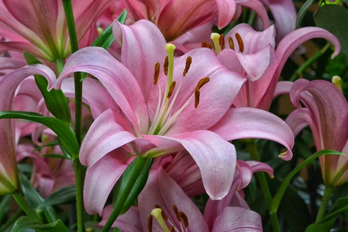 Wie man Lilien pflegt, damit sie im Januar blühen