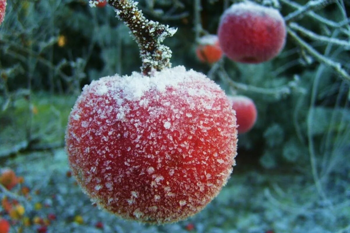 Niemand wird Ihnen das sagen: Frost verwandelt manche Früchte in duftende Schätze