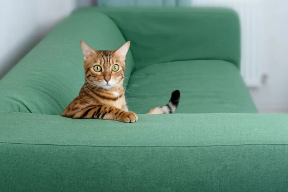 Warum lieben es manche Katzen, in unserer Nähe zu sein, setzen sich aber nie auf unseren Schoß?