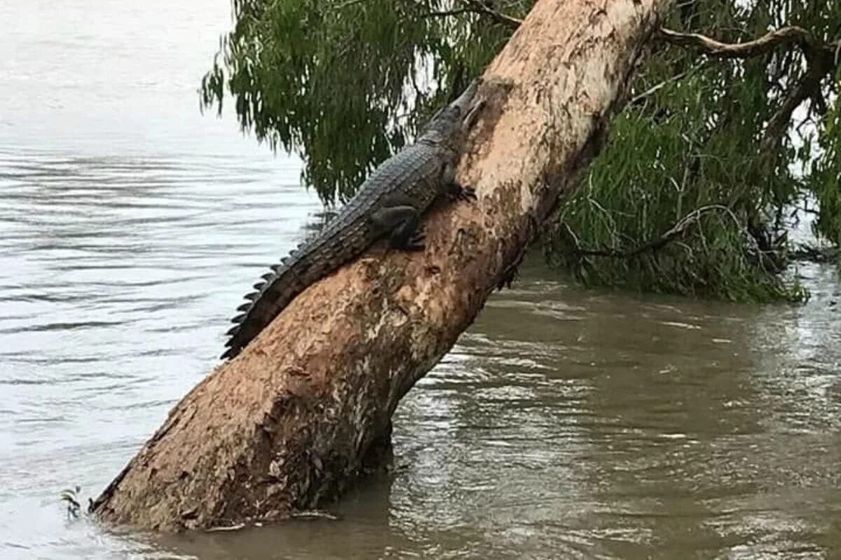 Der Fund versteinerter Eier in Australien enthüllt das Geheimnis der ungewöhnlichsten Krokodile der Vergangenheit: Sie kletterten auf Bäume und jagten in tropischen Wäldern
