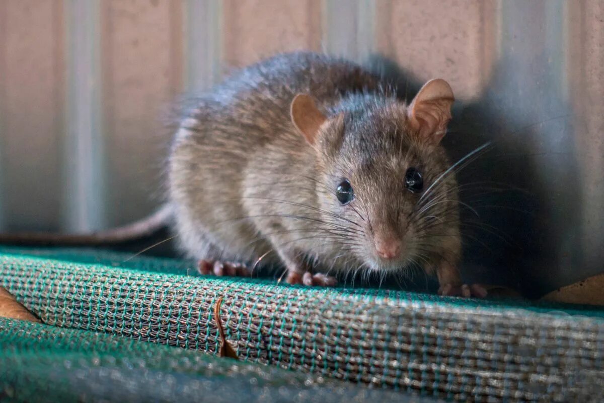 Die 5 besten Methoden, um Mäuse loszuwerden!