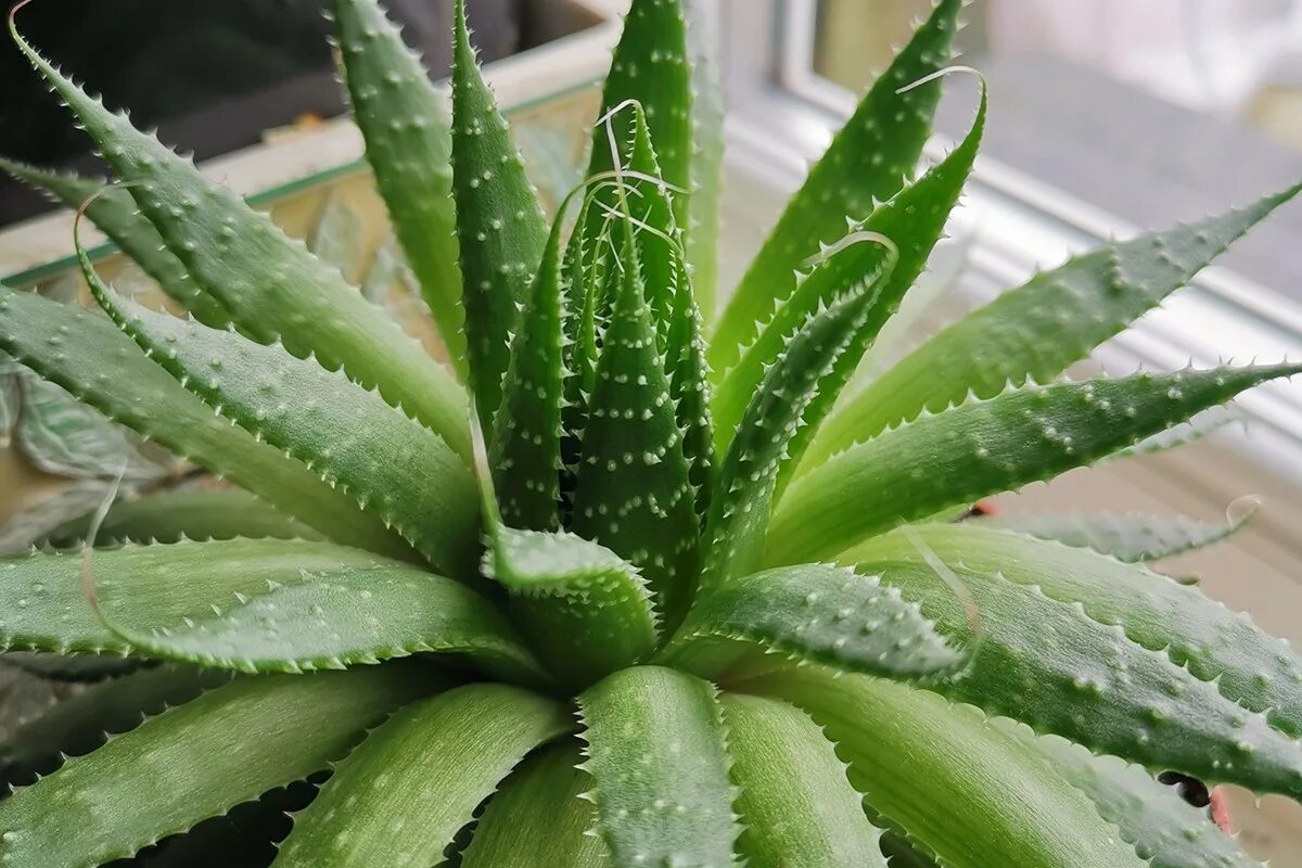 Was bedeutet es laut Feng Shui, eine Aloe-Vera-Pflanze am Eingang des Hauses aufzustellen?