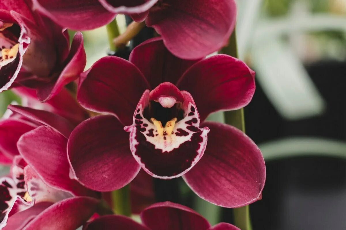 Dieses aus Japan stammende Ritual verspricht, Ihre Orchideen mitten im Winter wiederzubeleben, selbst wenn sie durch Heizung und Lichtmangel geschwächt sind.