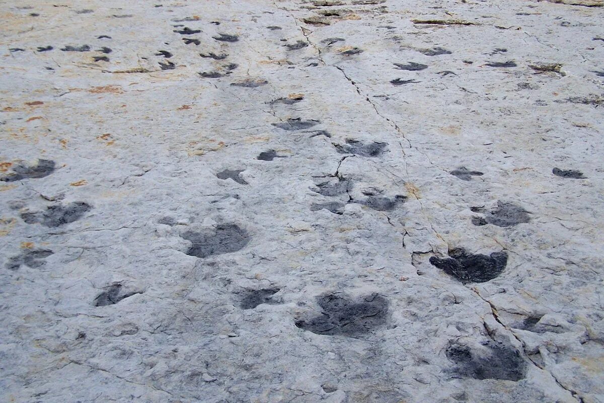 Die kleinsten Dinosaurierspuren der Welt gefunden, die die Geschichte revolutioniert haben