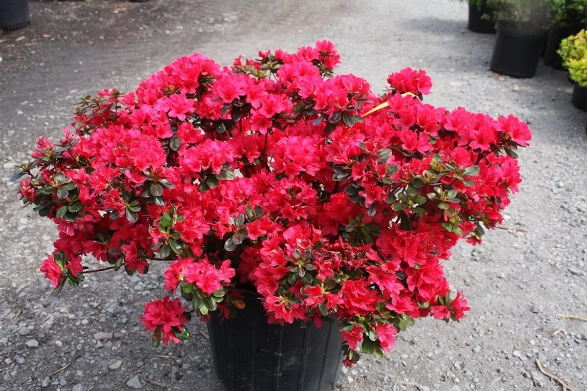 Eine exquisite Konkurrentin der Winterazalee. Befolgen Sie drei Regeln, und sie wird bis zum Frühjahr üppig blühen.