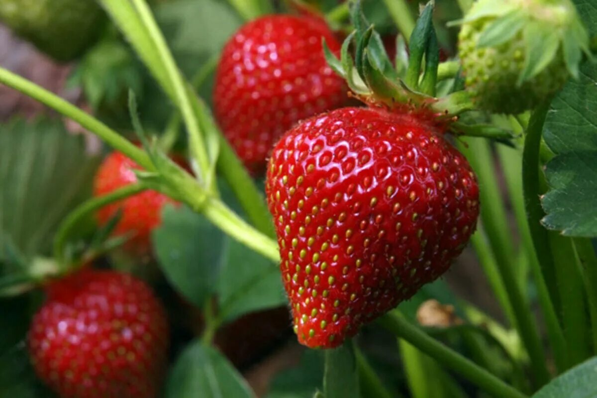Diejenigen, die jetzt Erdbeeren pflanzen, haben im Frühjahr oft einen großen Vorteil. Hier ist der Grund dafür