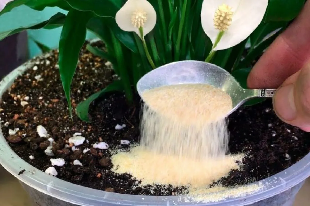 Fügen Sie 1 Esslöffel pro Liter Wasser hinzu. Der Spathiphyllum wird Blätter und Knospen treiben.