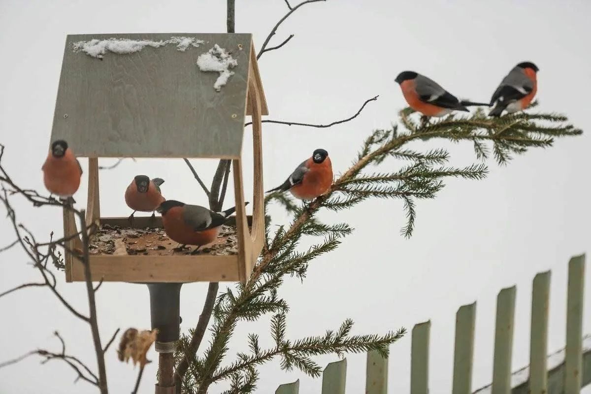 Die einzige Winterfrucht, die laut Ornithologen die Meisen in Ihren Garten zurückkehren lässt