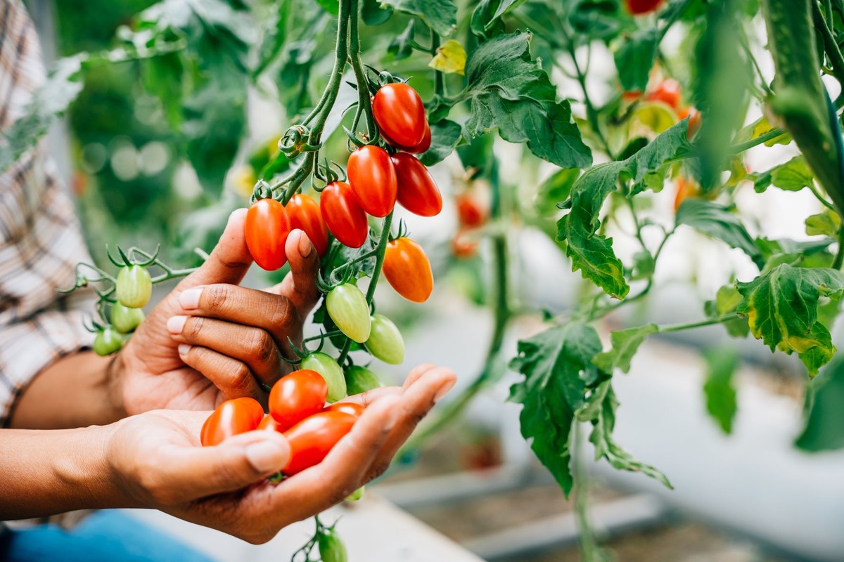 Eine Pflanze, die in einem Joghurtbecher wachsen und das ganze Jahr über Früchte tragen kann