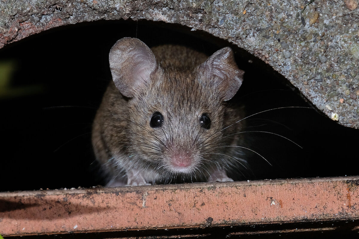 Mäuse laufen ohne sich umzusehen: ein natürliches Hausmittel, das die Herbstarmee der Nagetiere einfach vertreibt