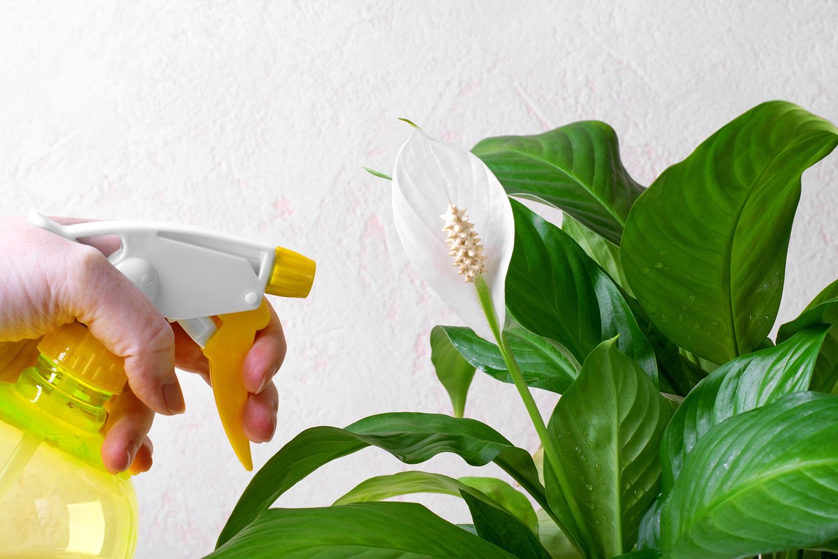 Fügen Sie 1 Esslöffel pro Liter Wasser hinzu. Der Spathiphyllum wird Blätter und Knospen treiben.