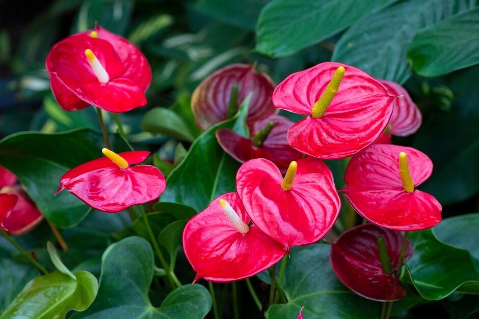 Anthurium – wie man das ganze Jahr über eine schöne Blüte erzielt