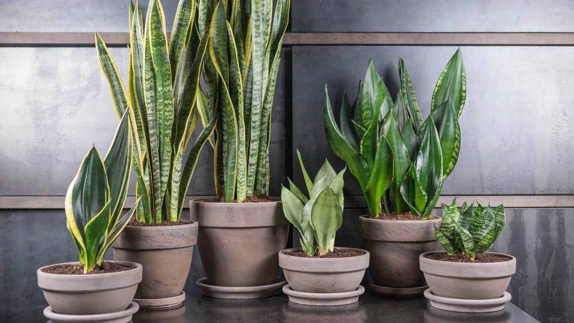 5 Pflanzen, die keine Sonne brauchen: Nr. 3 wächst sogar in Ihrem Badezimmer