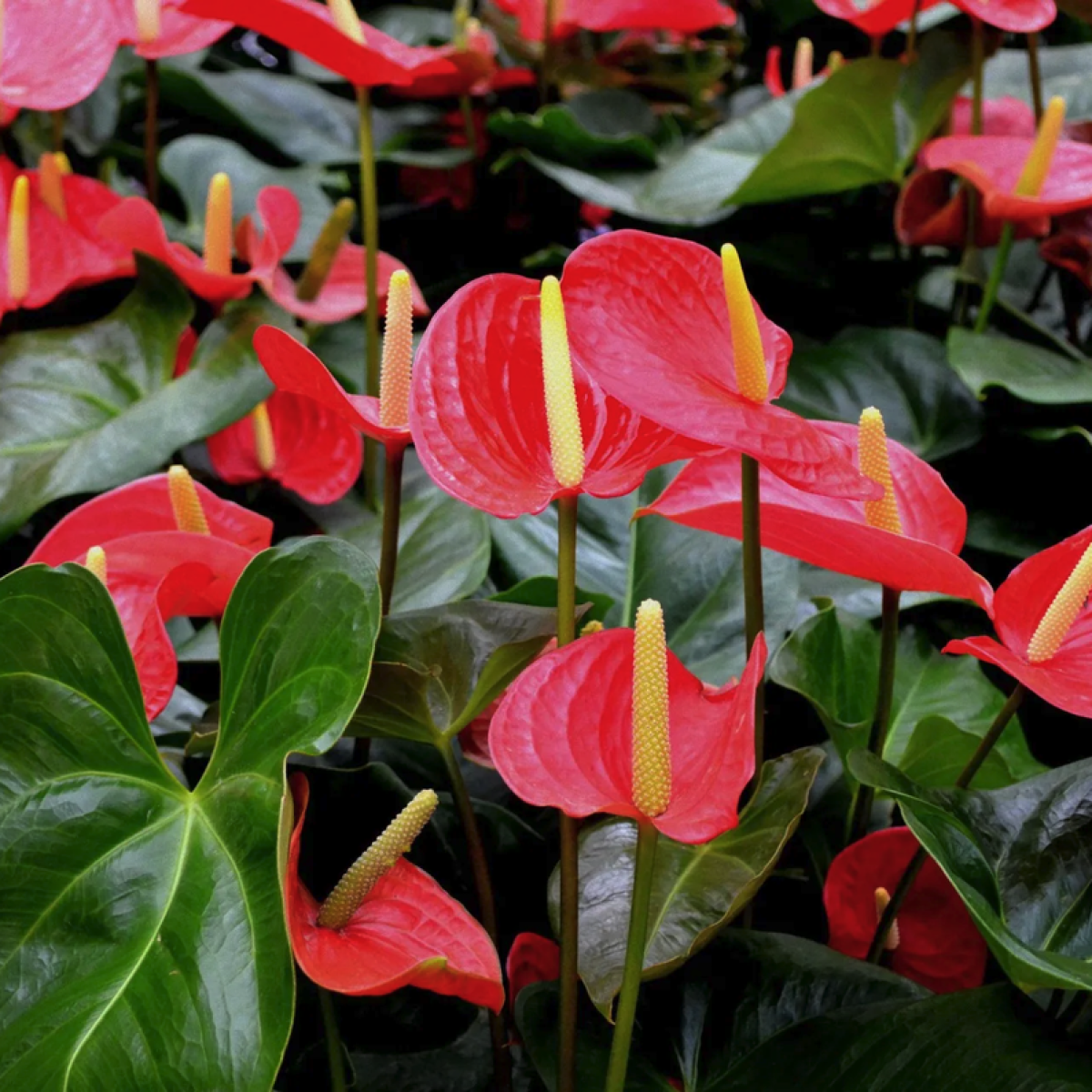 Anthurium – wie man das ganze Jahr über eine schöne Blüte erzielt