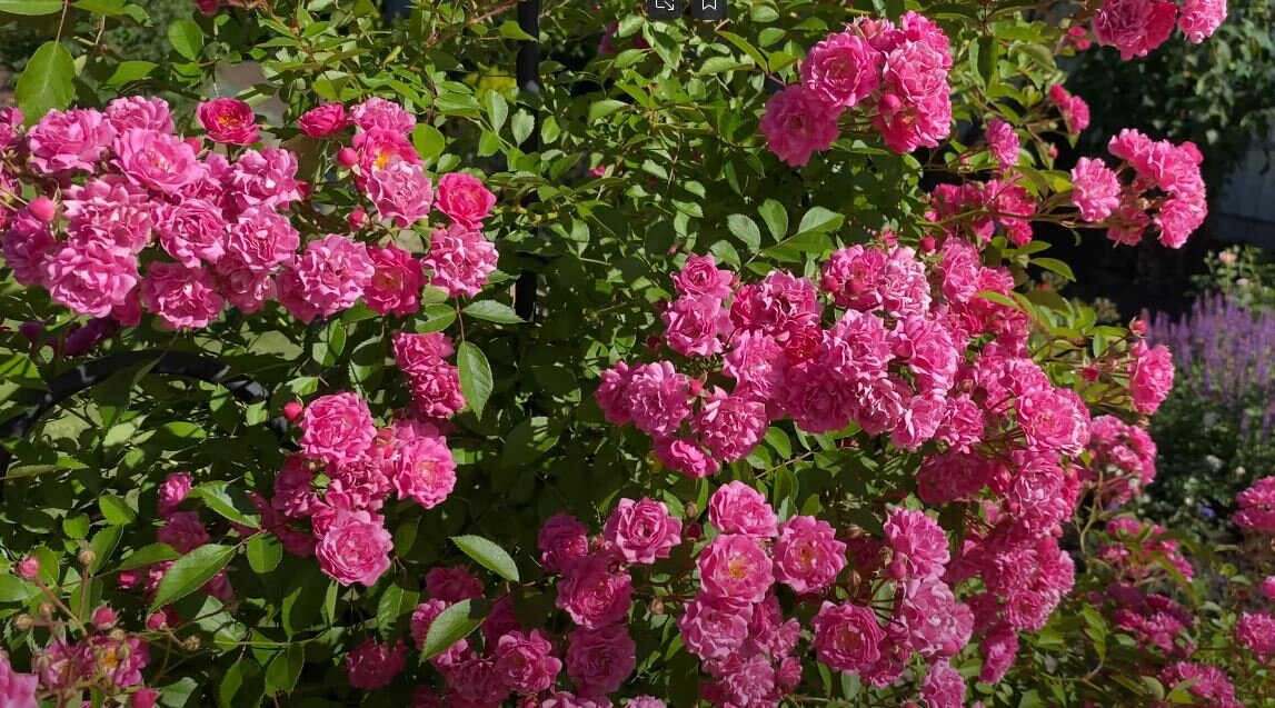 Diese Pflanze blüht mehrmals im Jahr. Gärtner lieben sie