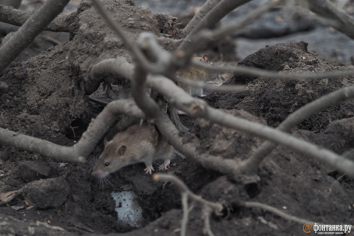 Verteilen Sie es an mehreren Stellen im Garten. Die Ratten werden sich nicht mehr verstecken.
