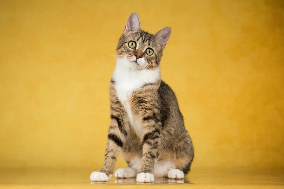 Die Studie fordert dazu auf, den Umgang mit Hauskatzen zu überdenken