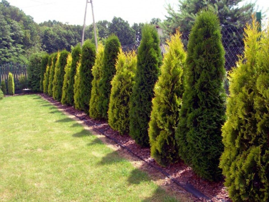 Sie haben bis zum 1. Dezember Zeit, dies mit Ihren Thujen zu tun. Ohne diese Maßnahme werden Sie im Frühjahr trockene Stämme vorfinden. Wie bereitet man Thujen auf den Winter vor?