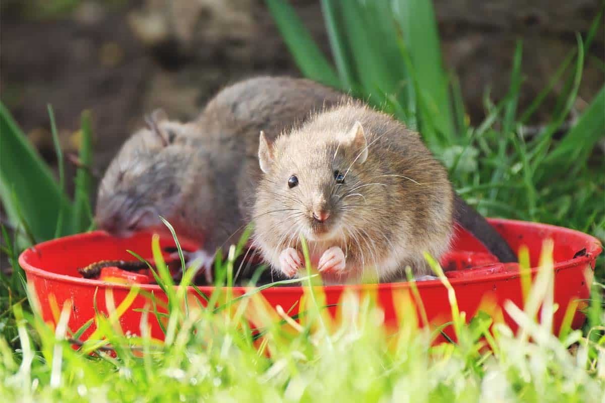 Was zieht Ratten im Garten an? Wie kann man Ratten loswerden? Ein wirksames Hausmittel gegen Ratten im Garten