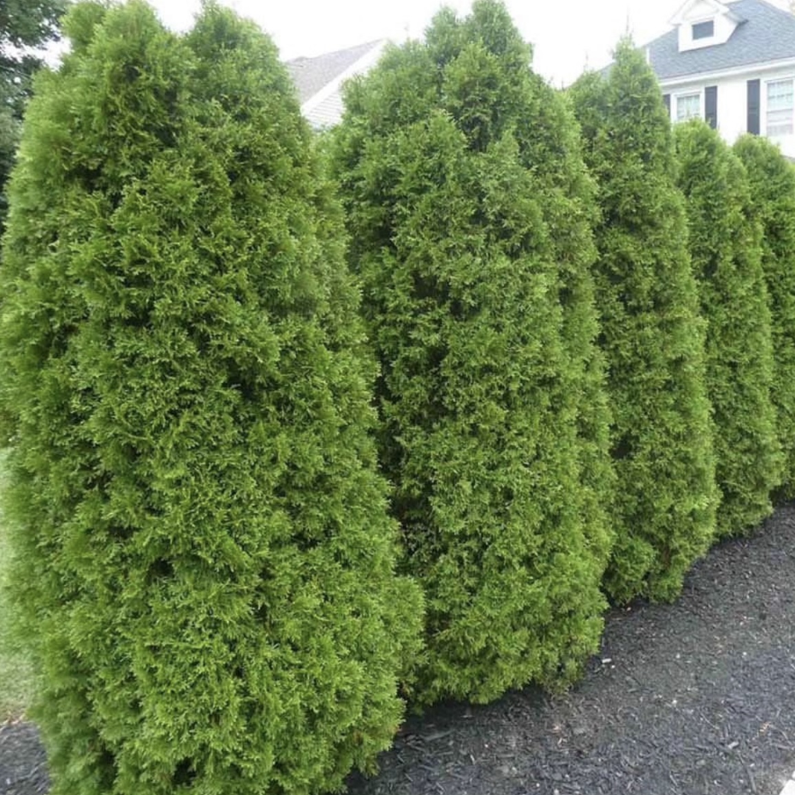 Sie haben bis zum 1. Dezember Zeit, dies mit Ihren Thujen zu tun. Ohne diese Maßnahme werden Sie im Frühjahr trockene Stämme vorfinden. Wie bereitet man Thujen auf den Winter vor?